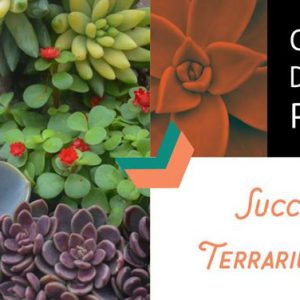 succulent-terrarium-class